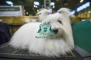 Crufts 2016
