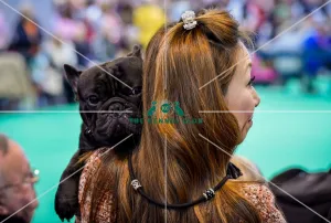 Crufts 2016