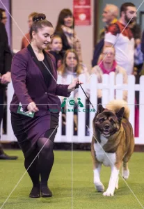 Crufts 2016