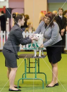 Crufts 2016