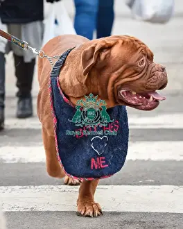 Crufts 2016