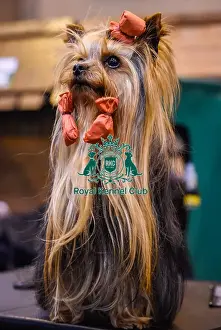 Crufts 2016