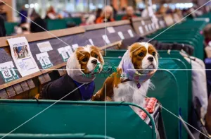 Cavalier King Charles Spaniel