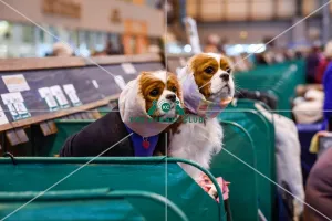 Cavalier King Charles Spaniel