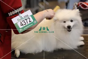 Crufts 2016