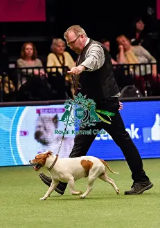 Crufts 2016