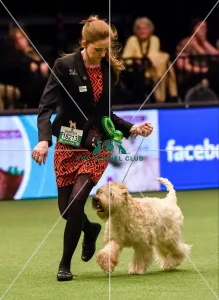 Crufts 2016