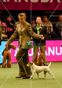 Crufts 2016