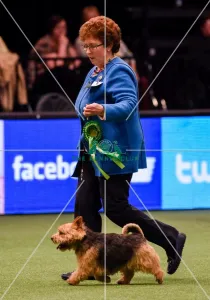 Crufts 2016