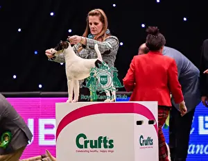 Crufts 2016