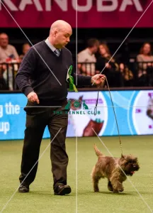 Cairn Terrier