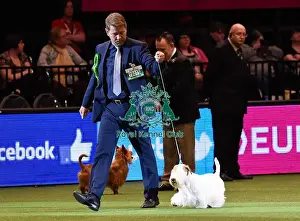 Crufts 2016