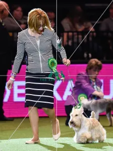 Crufts 2016