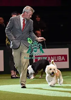Crufts 2016