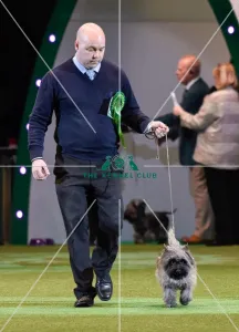 Cairn Terrier