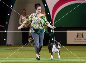 Bull Terrier