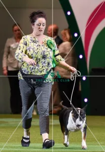 Bull Terrier