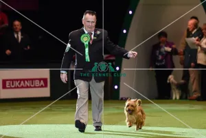 Crufts 2016