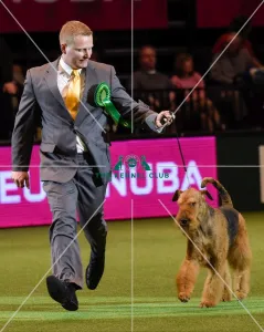 Airedale Terrier