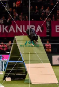 Crufts 2016