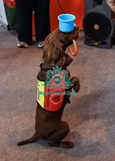 Crufts 2016