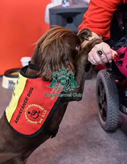 Crufts 2016
