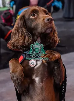 Crufts 2016