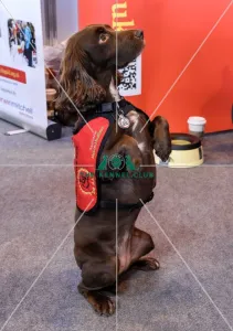 Crufts 2016