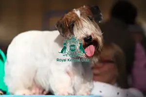 Crufts 2016