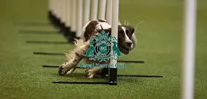 Crufts 2016