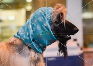 Crufts 2016