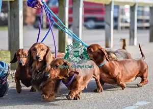 Crufts 2016