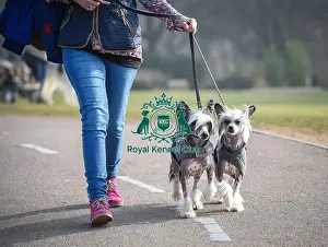 Crufts 2016