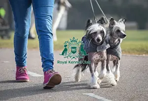 Crufts 2016