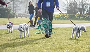 Crufts 2016