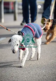 Crufts 2016