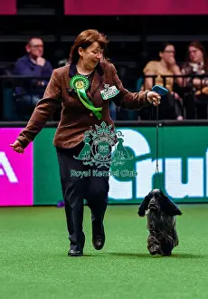 Crufts 2016 Best of Breed