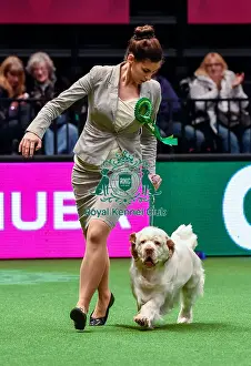 Crufts 2016 Best of Breed