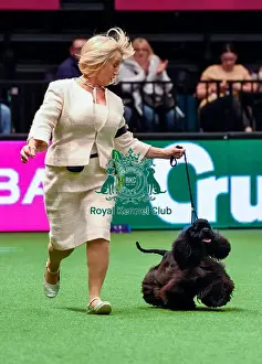 Crufts 2016 Best of Breed