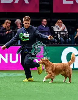 Crufts 2016 Best of Breed
