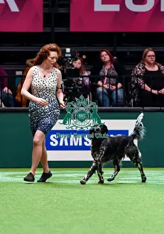 Crufts 2016 Best of Breed