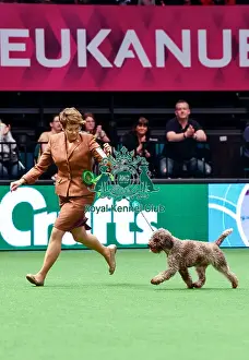 Crufts 2016 Best of Breed