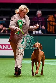Crufts 2016 Best of Breed