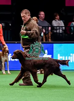 Crufts 2016 Best of Breed