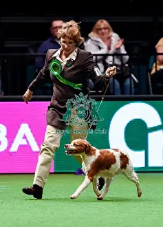 Crufts 2016 Best of Breed