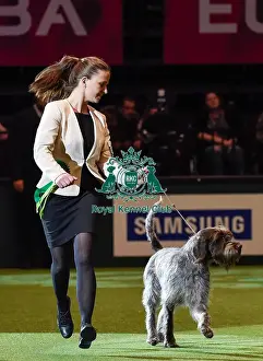 Crufts 2016 Best of Breed