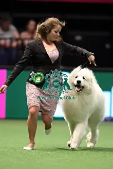 Crufts 2016 Best of Breed
