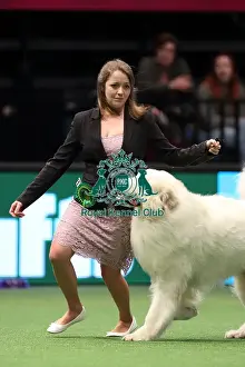 Crufts 2016 Best of Breed
