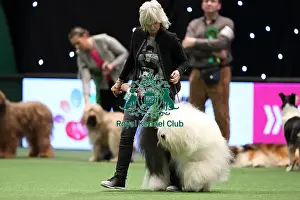 Crufts 2016 Best of Breed
