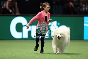 Crufts 2016 Best of Breed